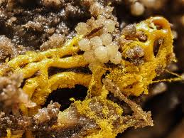 Attēlu rezultāti vaicājumam “Hemitrichia chrysospora sessile”