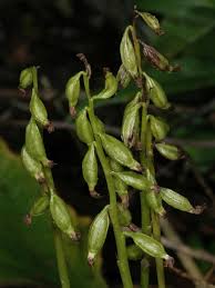 Attēlu rezultāti vaicājumam “Corallorhiza trifida flower”