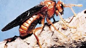 Attēlu rezultāti vaicājumam “Cimbicidae”