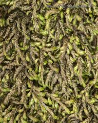 Attēlu rezultāti vaicājumam “Pterigynandrum filiforme”