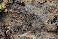 Attēlu rezultāti vaicājumam “Asterodon ferruginosus”