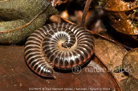 Attēlu rezultāti vaicājumam “Ommatoiulus sabulosus”