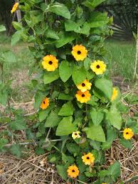 Image result for schwarzäugige Susanne