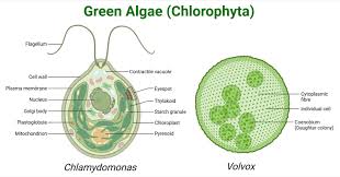 Attēlu rezultāti vaicājumam “Chlorophyta”