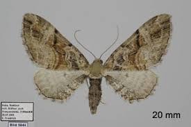 Attēlu rezultāti vaicājumam “Eupithecia sinuosaria”