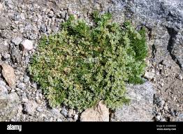 Attēlu rezultāti vaicājumam “Scleranthus perennis”