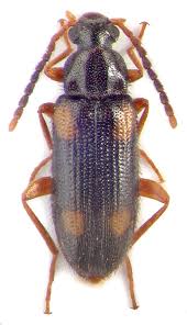 Attēlu rezultāti vaicājumam “Alleculidae”