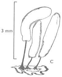 Attēlu rezultāti vaicājumam “Stemonitis foliicola stalked”