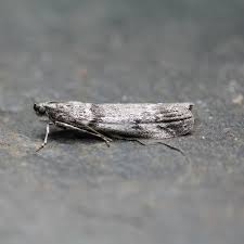 Attēlu rezultāti vaicājumam “Zophodia grossulariella”