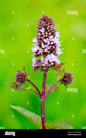 Attēlu rezultāti vaicājumam “Mentha spicata flower”