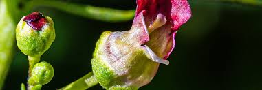Attēlu rezultāti vaicājumam “Potentilla arenaria bud”