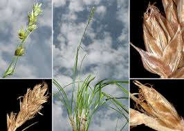 Attēlu rezultāti vaicājumam “Carex spicata”