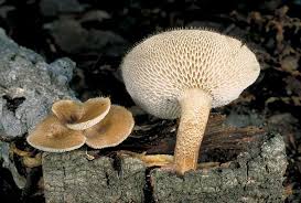 Attēlu rezultāti vaicājumam “Polyporus”