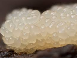 Attēlu rezultāti vaicājumam “Claustria didermoides stalked”