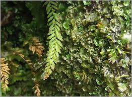 Attēlu rezultāti vaicājumam “Pellia endiviifolia”