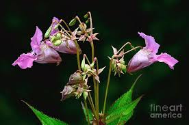 Attēlu rezultāti vaicājumam “Impatiens glandulifera flower”