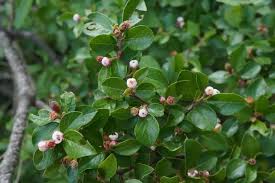 Attēlu rezultāti vaicājumam “Cotoneaster divaricatus”
