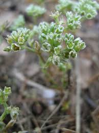Attēlu rezultāti vaicājumam “Scleranthus perennis flower”