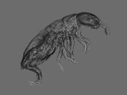 Attēlu rezultāti vaicājumam “Colloderma sp.”