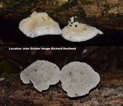 Attēlu rezultāti vaicājumam “Postia”