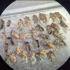 Attēlu rezultāti vaicājumam “Phyllonorycter platanoidella”