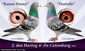 Image result for Meridian Racing Pigeon Lofts