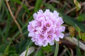 Attēlu rezultāti vaicājumam “Armeria vulgaris”