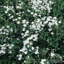 Attēlu rezultāti vaicājumam “Gypsophila paniculata leaf”