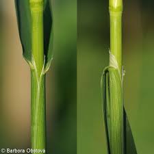 Attēlu rezultāti vaicājumam “Phalaroides arundinacea fruit”