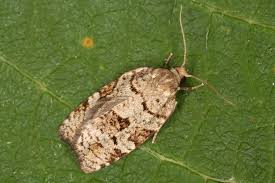 Attēlu rezultāti vaicājumam “Dichelia histrionana”