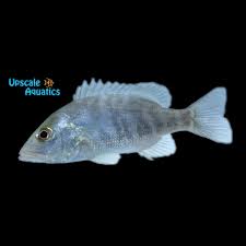 Image result for Lutjanus synagris