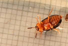 Attēlu rezultāti vaicājumam “Tetratoma fungorum”