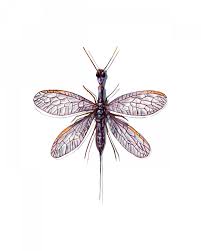 Attēlu rezultāti vaicājumam “Raphidioptera larva”