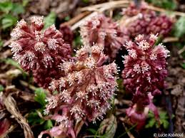 Attēlu rezultāti vaicājumam “Petasites hybridus”