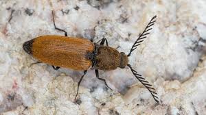 Attēlu rezultāti vaicājumam “Anostirus castaneus”