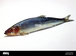 Image result for Clupea harengus