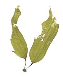 Attēlu rezultāti vaicājumam “Cribraria costata”