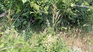 Attēlu rezultāti vaicājumam “Bromopsis inermis”