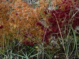 Attēlu rezultāti vaicājumam “Sphagnum warnstorfii”