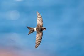 Image result for Apus pacificus