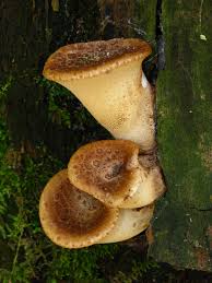 Attēlu rezultāti vaicājumam “Polyporus squamosus”