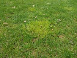 Attēlu rezultāti vaicājumam “Poa trivialis”