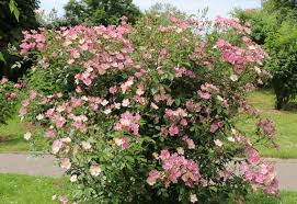 Image result for Rosa canina
