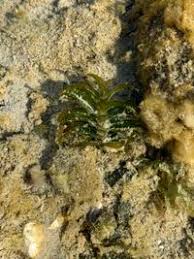 Attēlu rezultāti vaicājumam “Potamogeton perfoliatus”