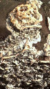 Attēlu rezultāti vaicājumam “Postia undosa”