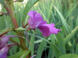 Attēlu rezultāti vaicājumam “Balsaminaceae”