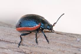 Attēlu rezultāti vaicājumam “Chrysolina sanguinolenta”