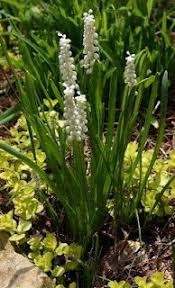 Attēlu rezultāti vaicājumam “Muscari botryoides leaf”
