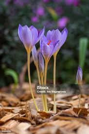 Attēlu rezultāti vaicājumam “Crocus speciosus flower”