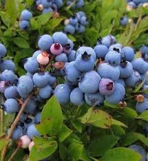Attēlu rezultāti vaicājumam “Vaccinium angustifolium”